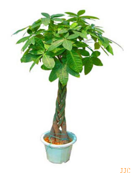 咖啡廳|奶茶店(diàn)|水(shuǐ)吧(ba)适合種植什(shén)麽樣的(de)植物(wù)大(dà)全（2）